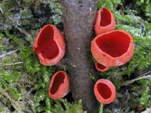 Sarcoscypha coccinea.