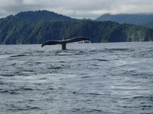 Humpback Whale NBA.