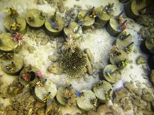 Coral transplantation.