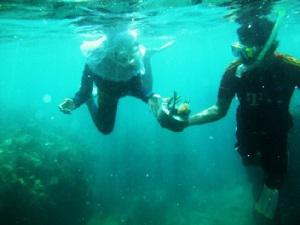 Transporting transplanted corals.