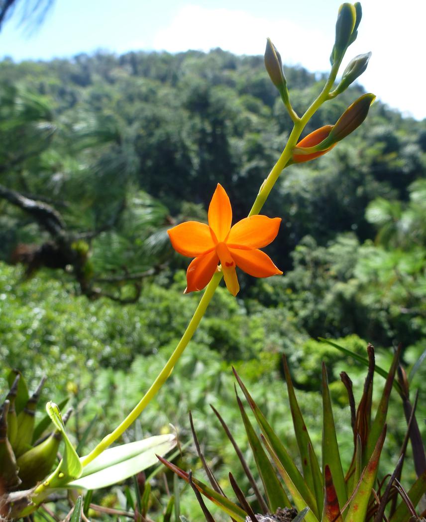 Prosthechea vitelina.
