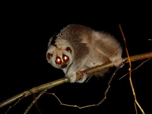 Slow Loris.