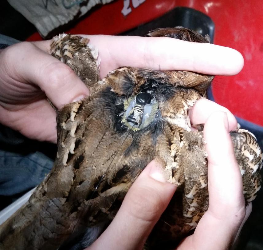 White-winged Nightjar with Radio Tracker.