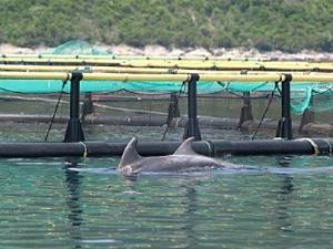 Dolphins feeding at fish farm.
