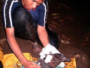 Tissue Sample - Kore is using a punch to obtain tissue samples from the bat’s wing for future genetic analyses.