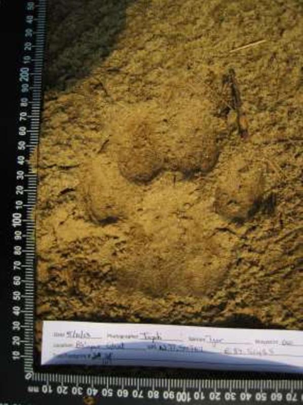 Tiger footprint in the mud.