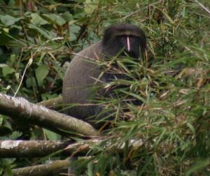 Female Cercopithecus hamlyni. © Ntare Nicholas, WCS.