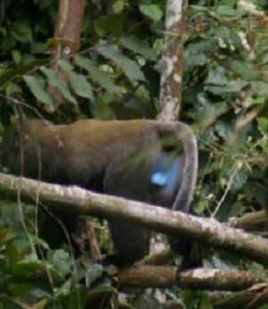 Male Cercopithecus hamlyni. © Ntare Nicholas, WCS.