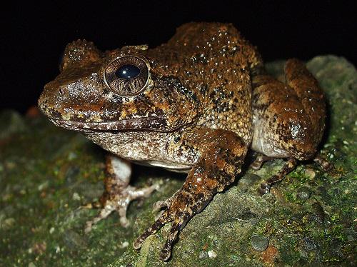 Craugastor taurus.