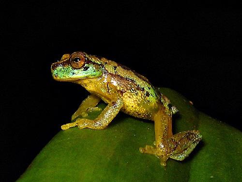 Isthmohyla rivularis.