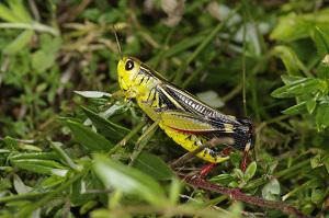 Arcyptera fusca.