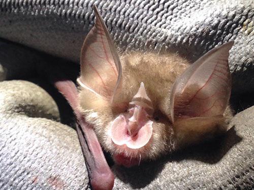 Rhinolophus denti. © Andrew Cooper.