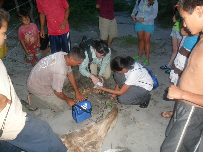 Training local students and members of Local Hawksbill Conservation Network on how to take blood samples