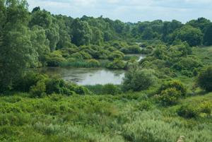 Peat extraction happened in the past transformed floodplain environment and at the same time created new habitats for wildlife. ©Yuryi Shepeta, 2014.