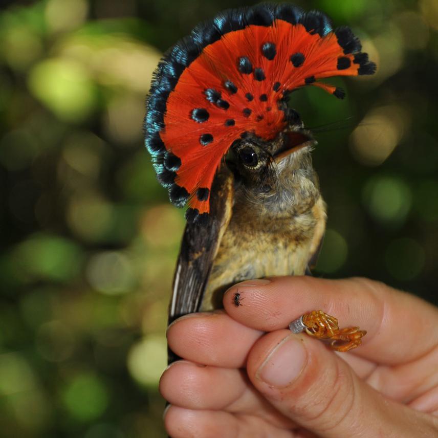 Onychorhynchus coronatus.