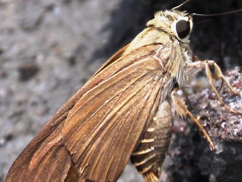 Brown awl (Badamia exclamationis).