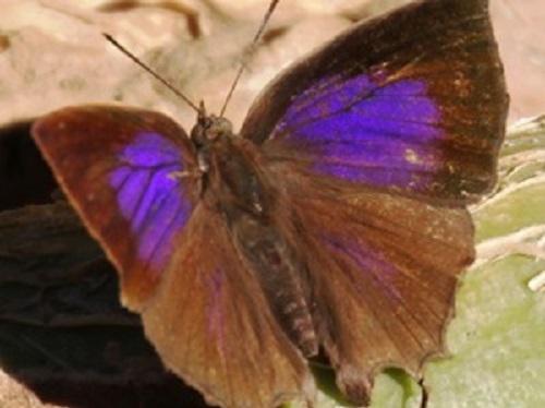 Common Acacia Blue.