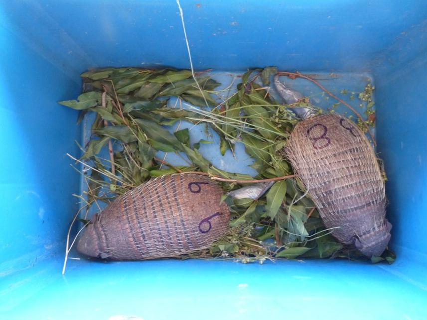 Yellow armadillos with GPS devices attached to their tails.
