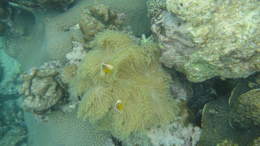 Anemone fish attracted loud cheers from Perseverance students.