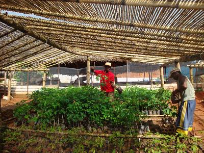 MBP tree nursery in Kianjavato. © Alison Cameron.