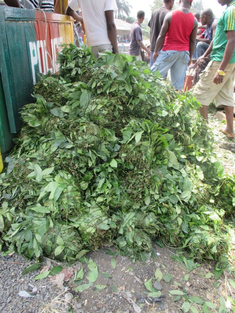 Harvested Gnetum leaves