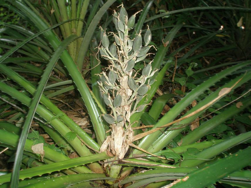 Bromelia pinguin.