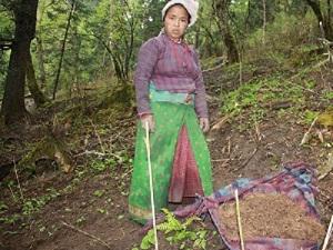 A local women collecting Paris tubers.