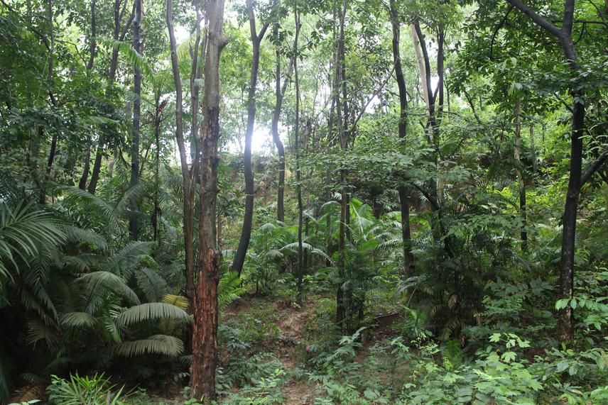 A rattan grove inside the plantation.