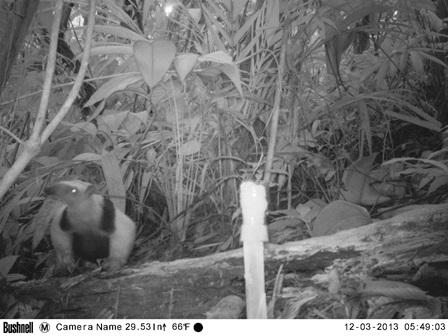Tamandua mexicana.