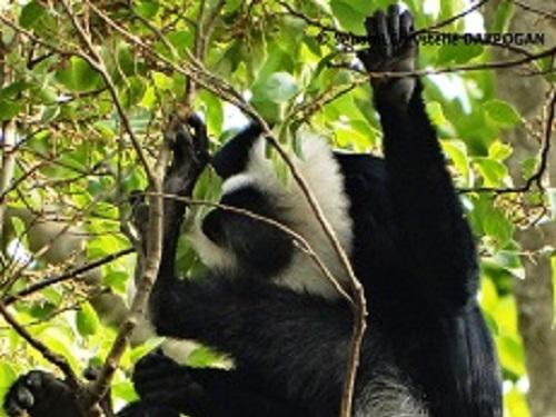 Female Geoffroy's colobus.