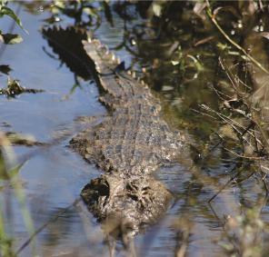 Adult of Caiman latirostris.