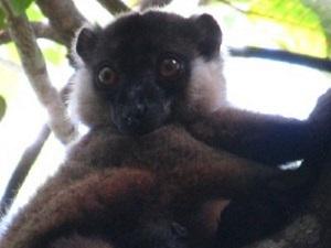 Eulemur cinereiceps [male].