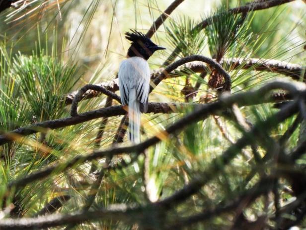 Asian Paradise Flycatcher.