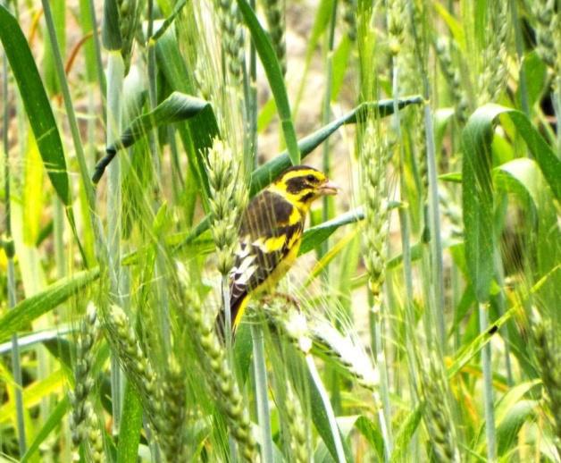Yellow Breasted Green Finch.