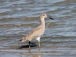 Tringa semipalmata, Willet, Playero pihuihui ©ERA. Navopatia, Sonora. 2013.