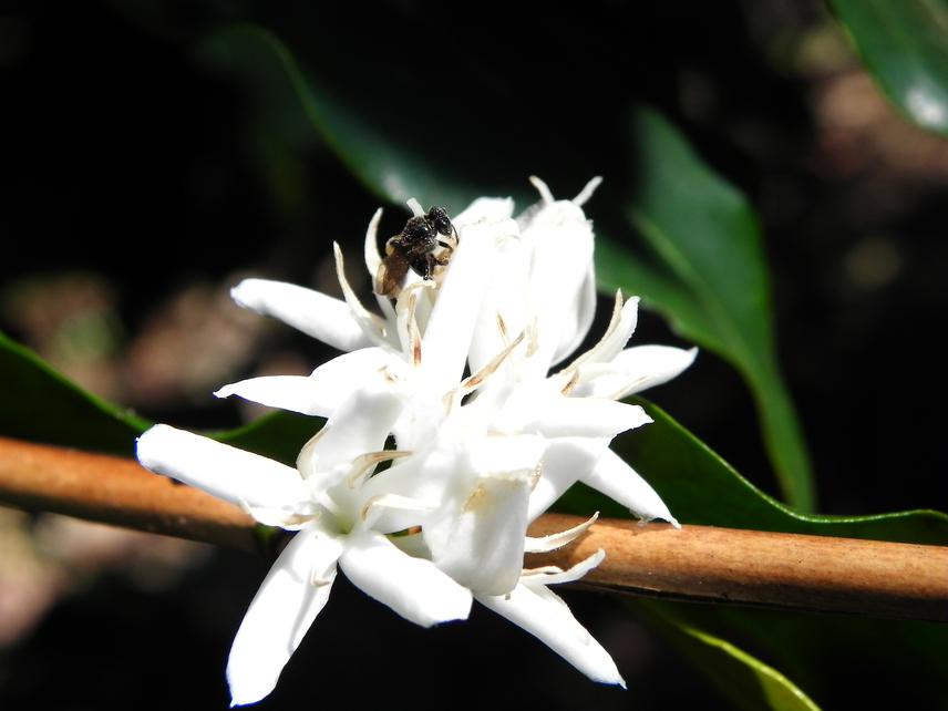 Native bee visiting coffee flower.