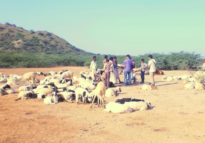 Team leader interviewing the pastoralists in Kutch.
