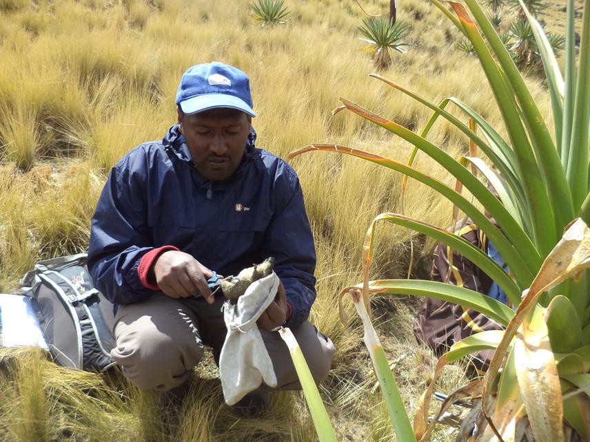 Girma marking trapped rodent