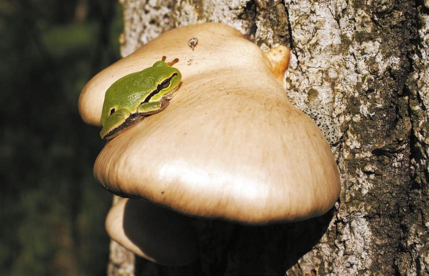 Pleurotus calyptratus and Hyla arborea on aspen tree. © Iryna Yatsiuk.