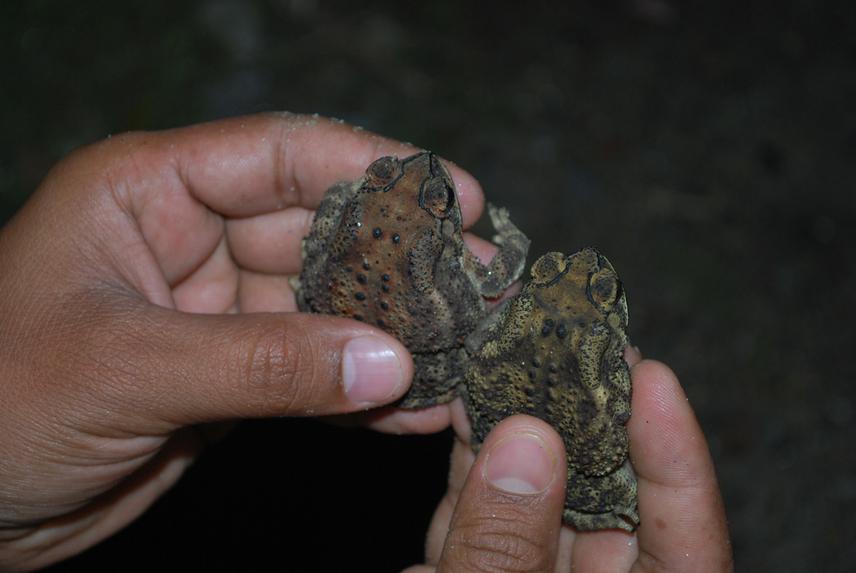 Bufo melanostictus. ©Bikas Giri.