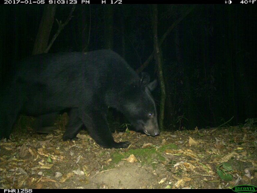Himalayan Black Bear captured by camera trap.