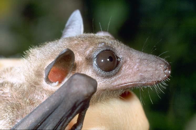 The cave fruit bat flies from Batu Caves to Kuala Selangor every night to feed on the flowers of the beremban trees, and flies back before dawn.