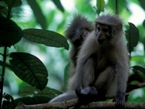Sanje mangabey.