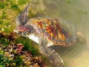 Chelonia mydas foraging area.