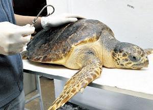 Impact of fisheries on loggerhead turtles.