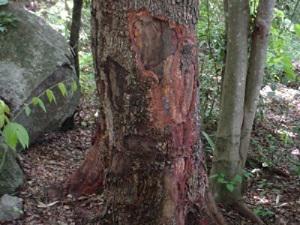 Unsustainable medicinal plant harvest which leads to massive plant deaths.