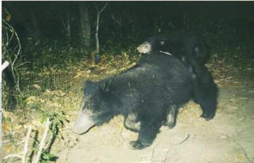 Sloth Bear.