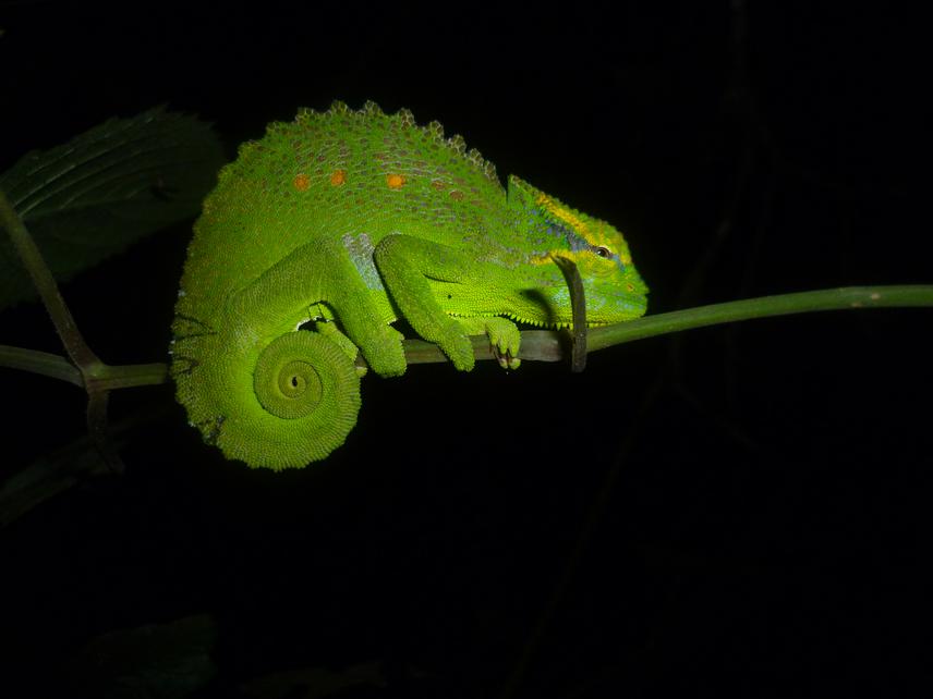 Trioceros serratus male Mt Oku.