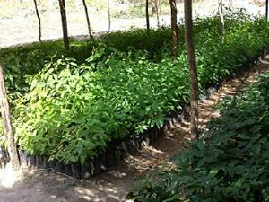 Nurseries - January 2014.