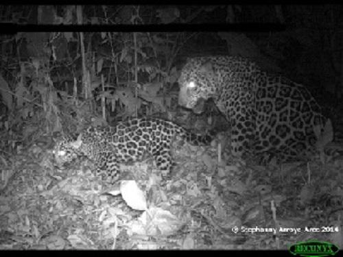 Jaguar family. © Stephanny Arroyo-Arce.